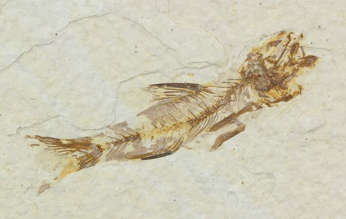 Rare Amphiplaga From Green River Formation - #51825